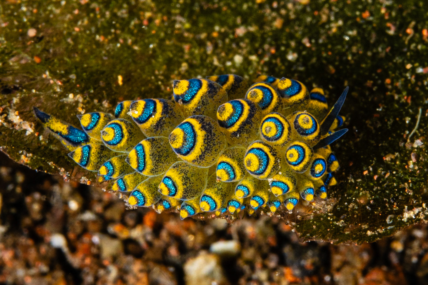 Stiliger ornatus