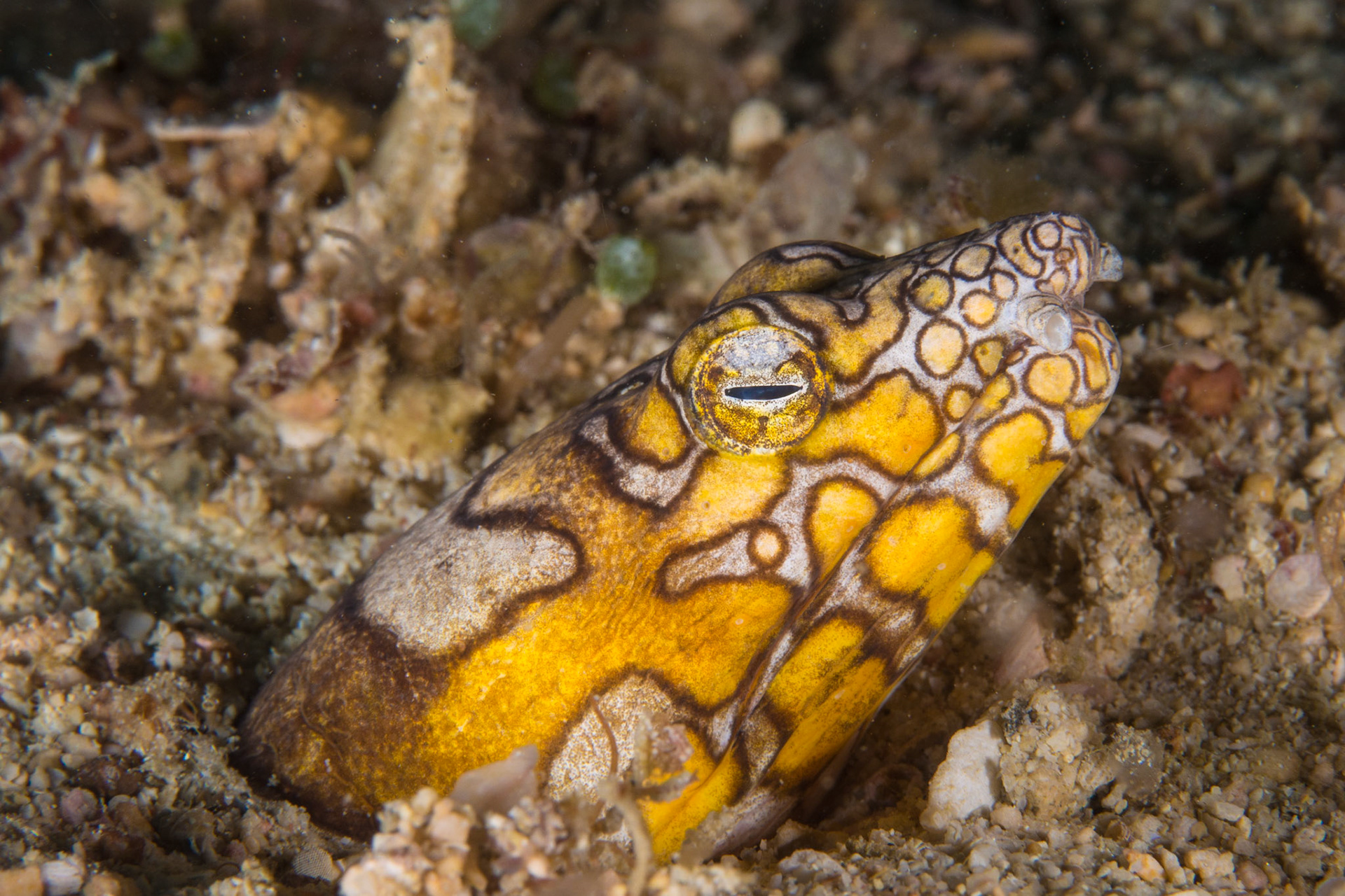 Napoleon Snake Eel