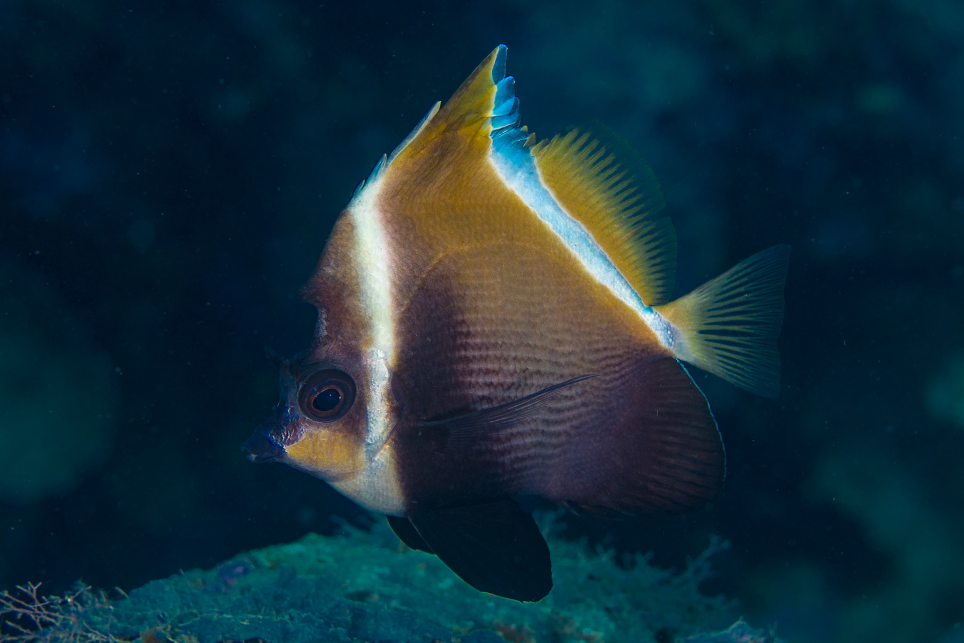Humphead Bannerfish