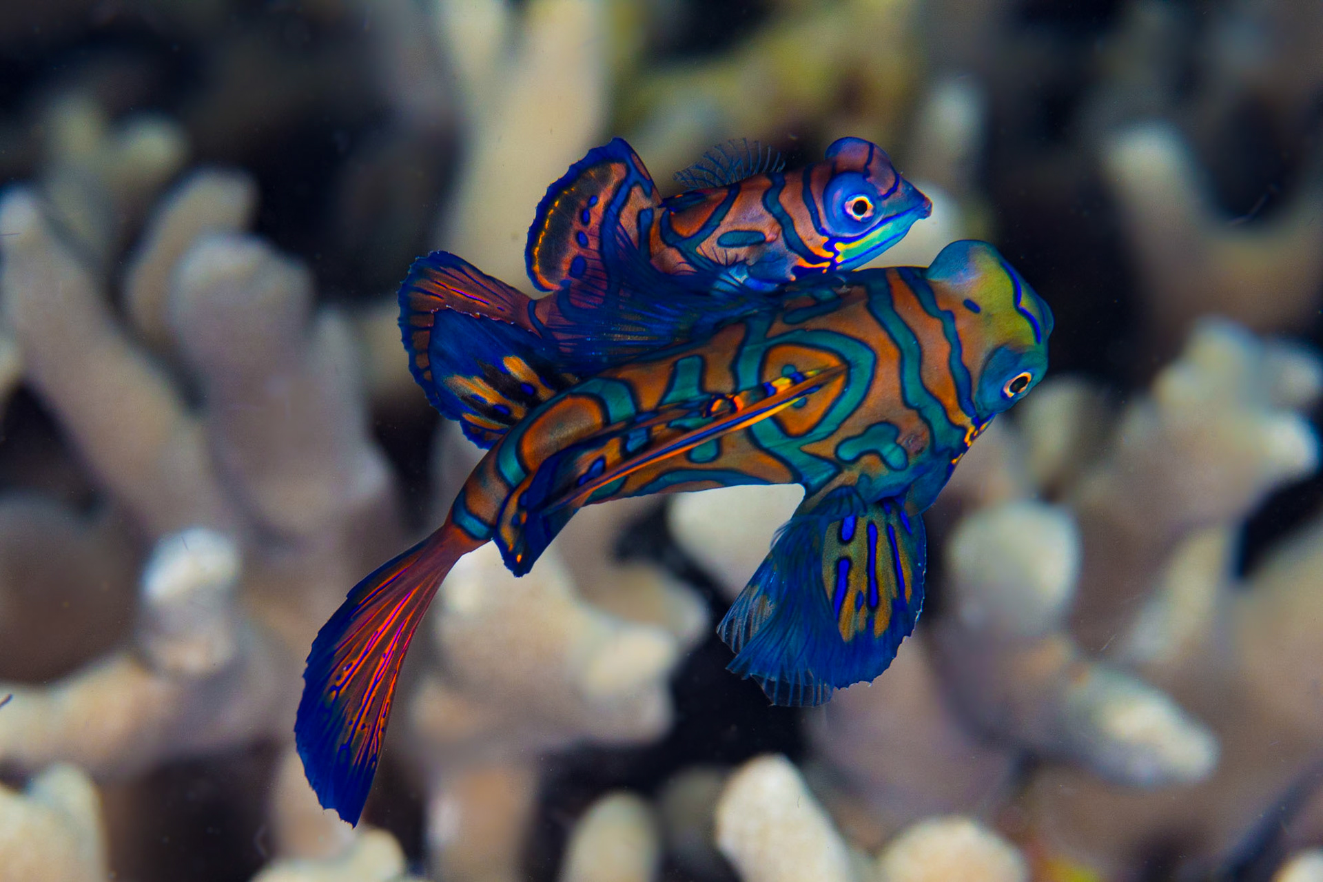 Mandarinfish