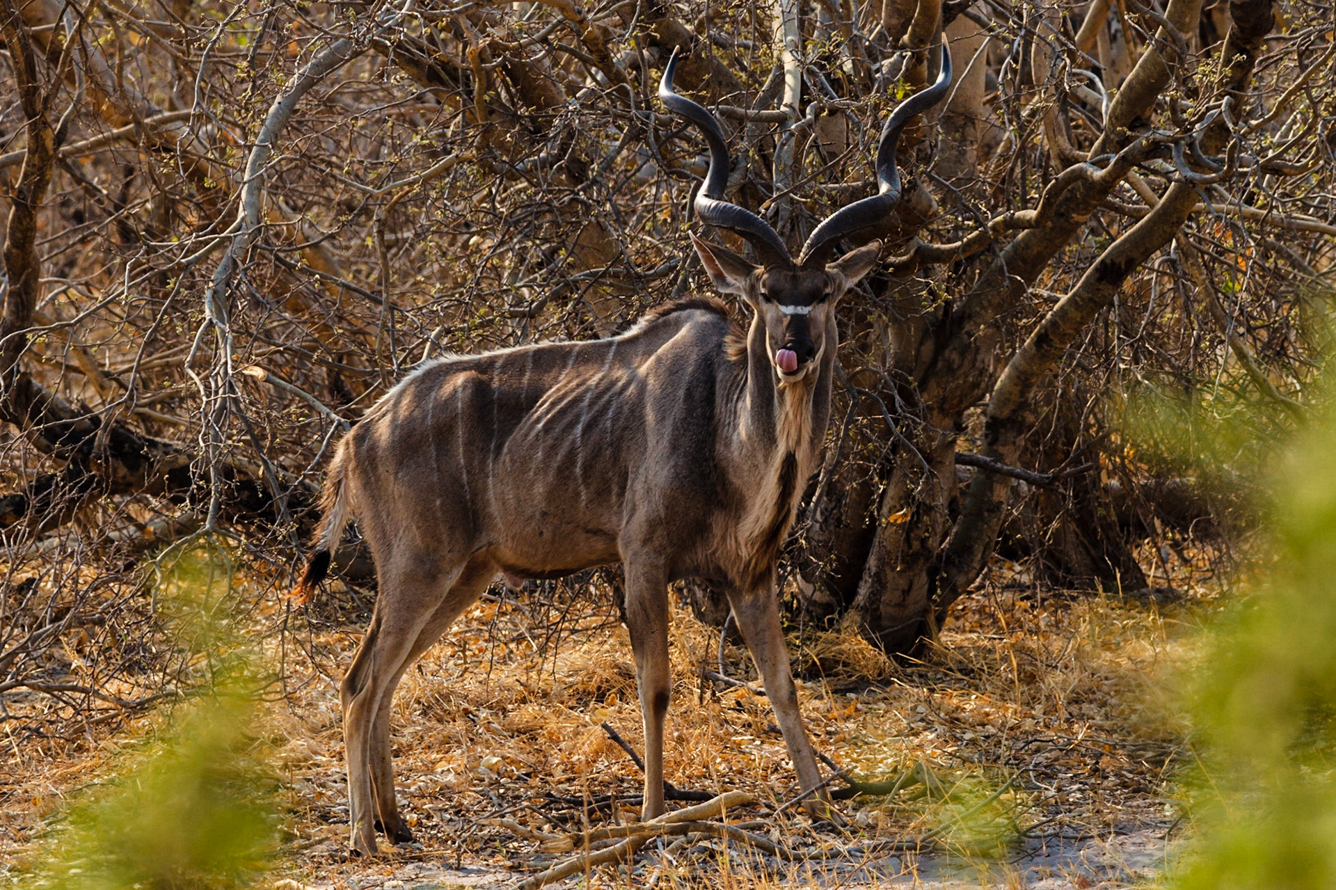 Greater Kudu