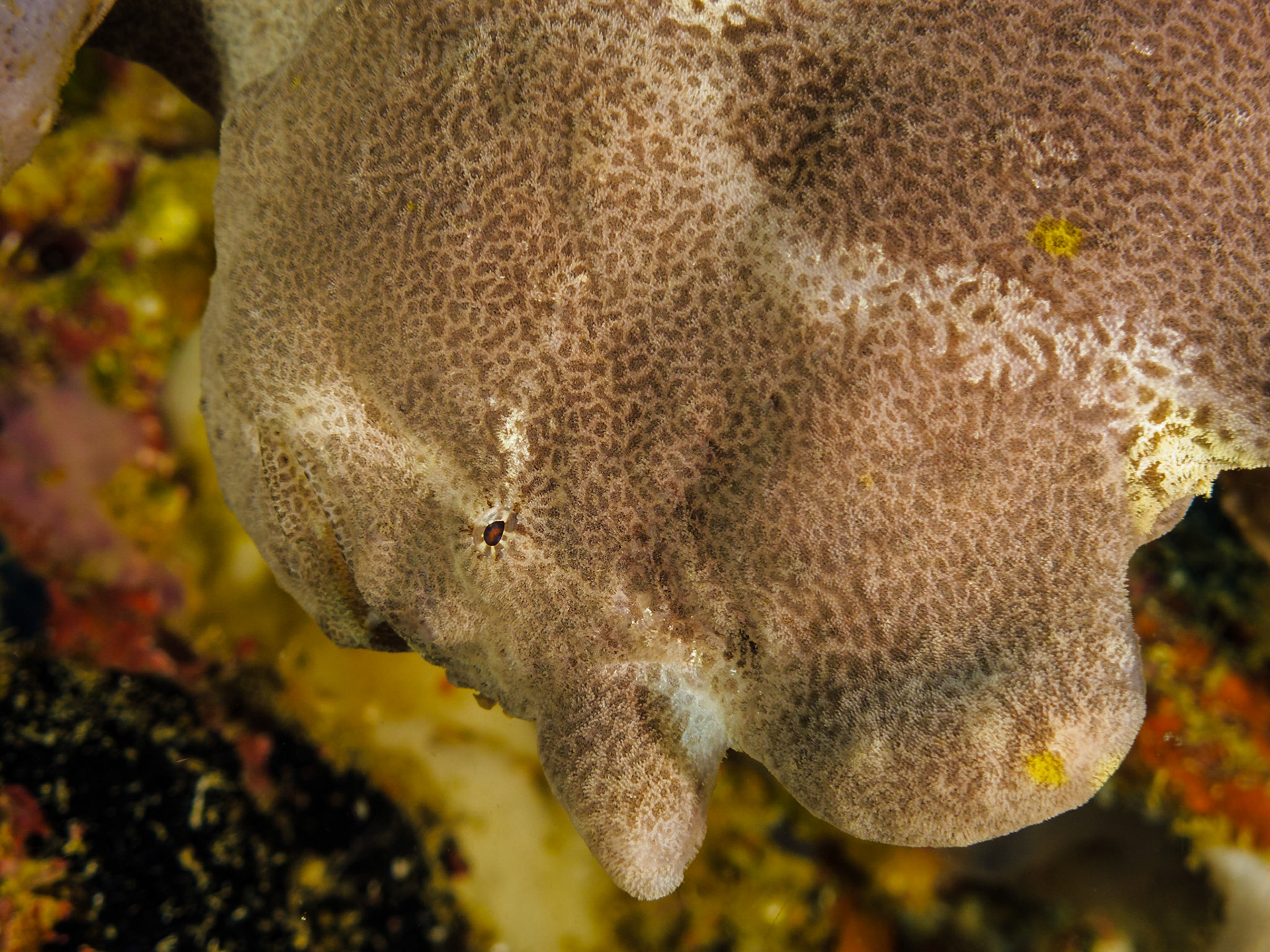 Giant Frogfish