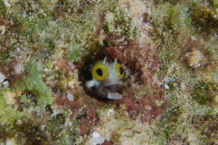 Secretary Blenny