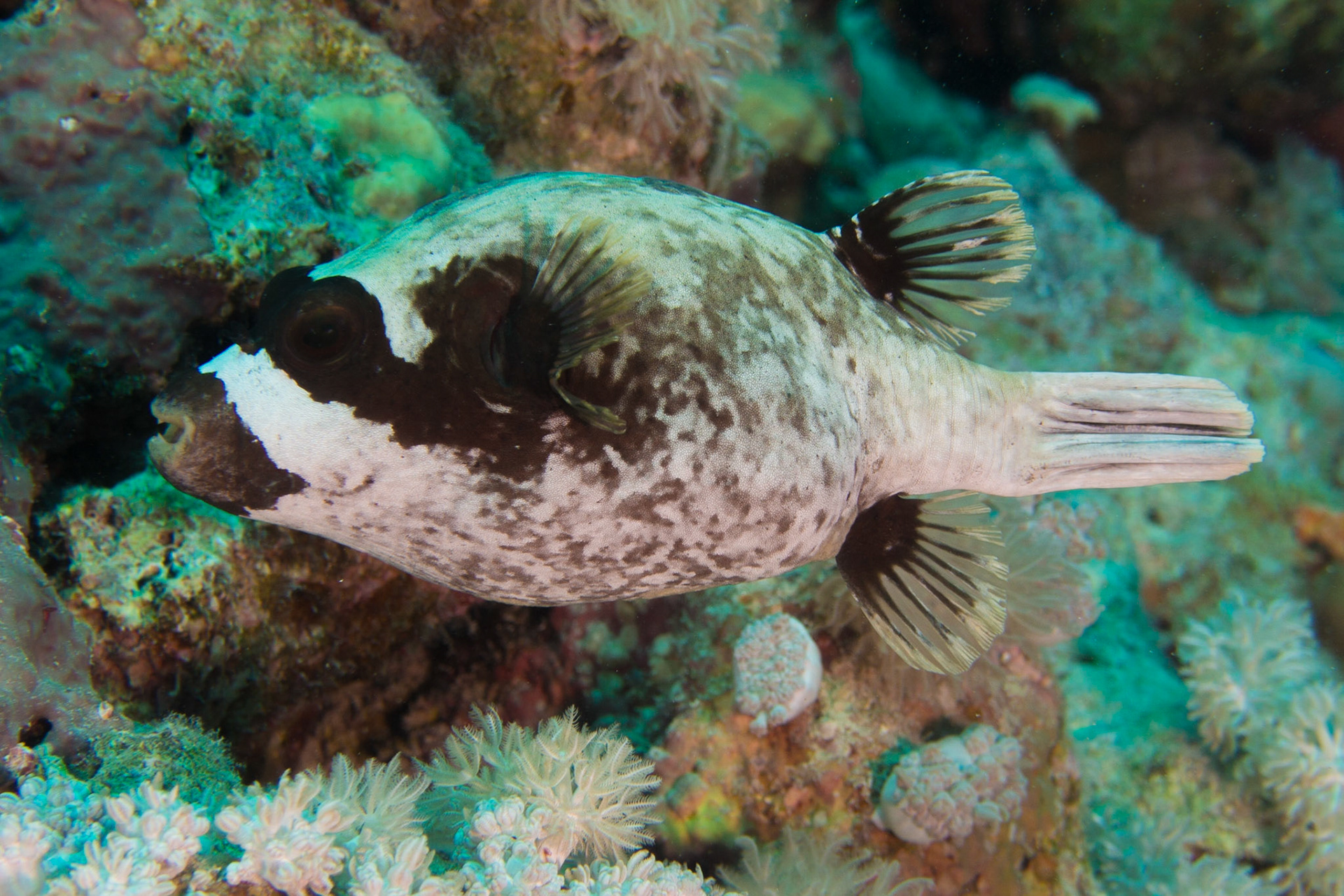 Masked Puffer