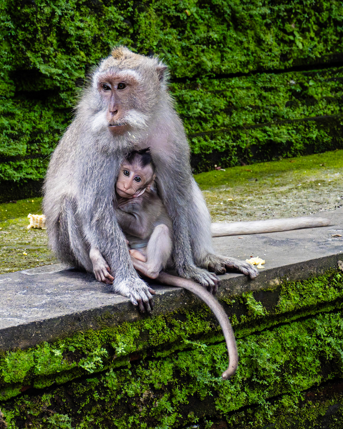 Ubud Sacred Monkey Forest Sanctuary