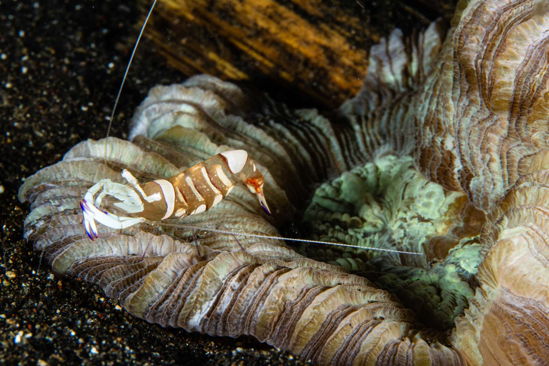 Magnificent Anemone Shrimp