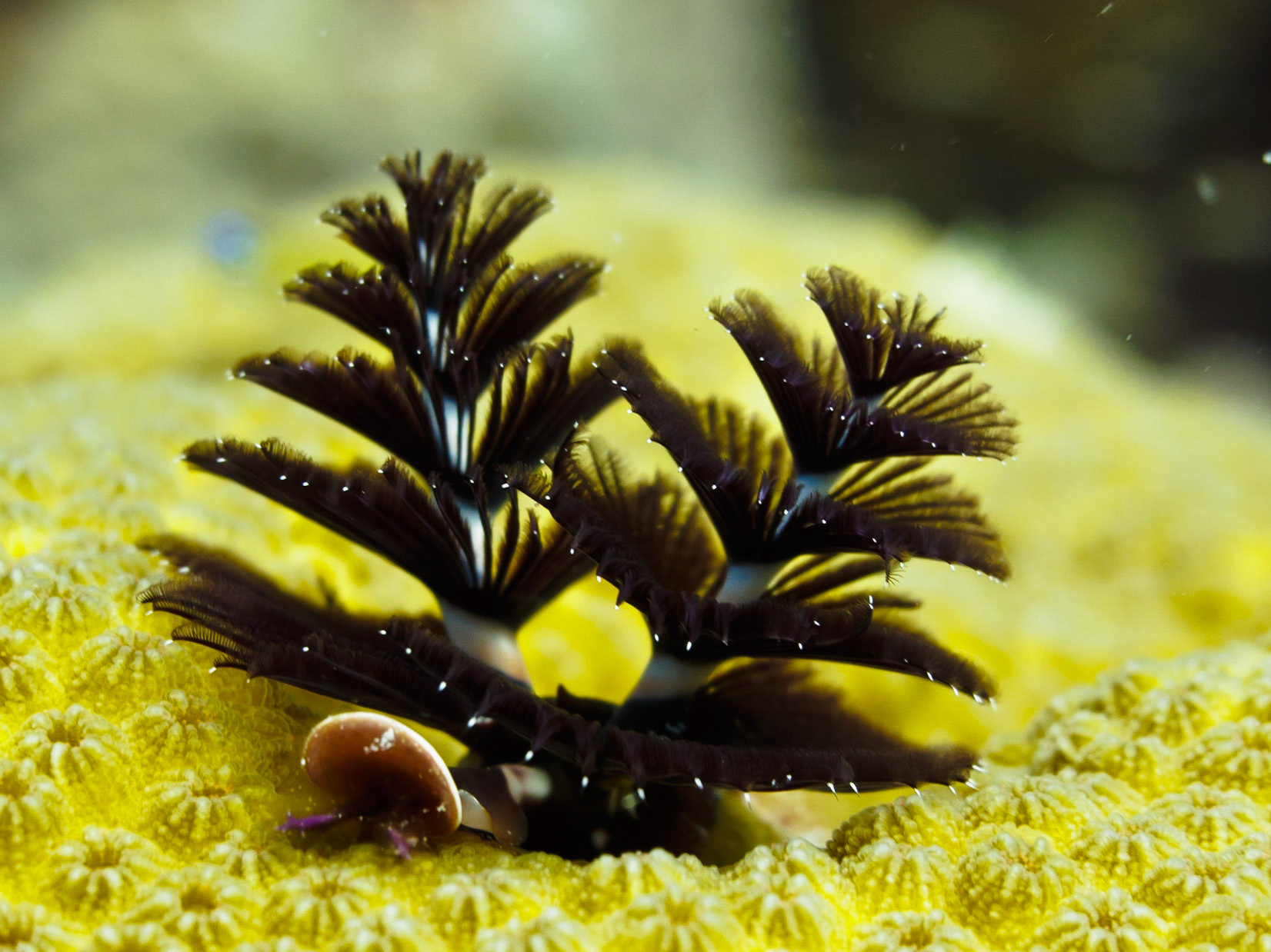Christmas Tree Worm