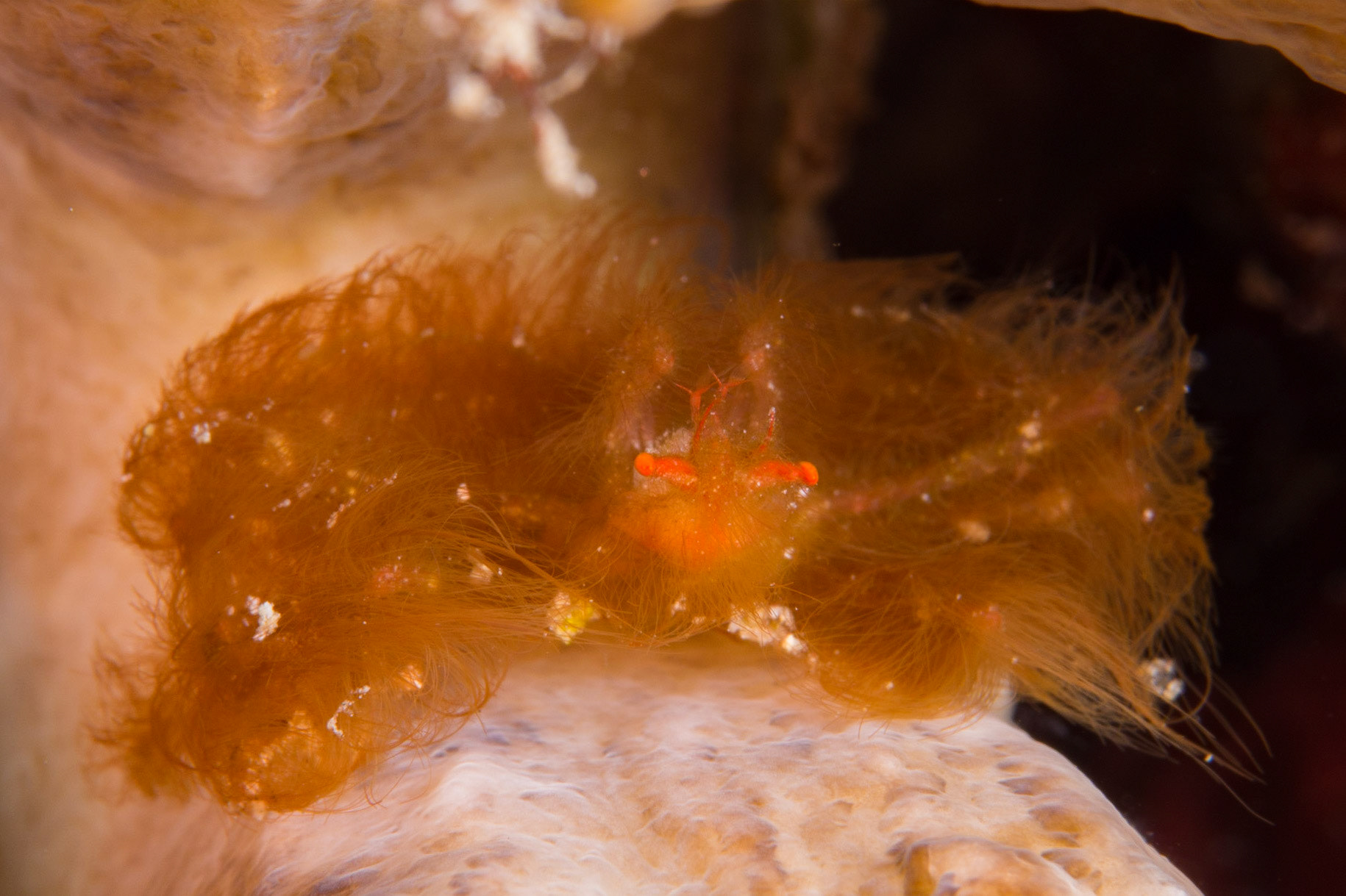 Orangutan Crab