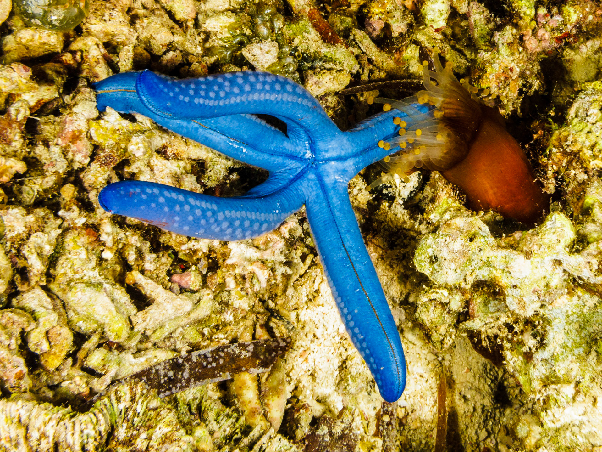 Blue Sea Star and Anemone