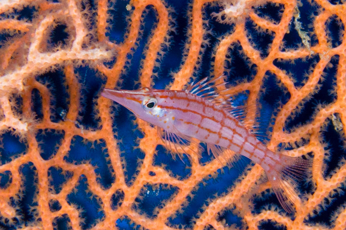 Longnose Hawkfish and Giant Sea Fan
