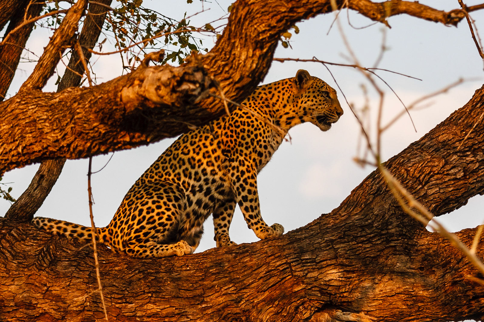 Leopard
