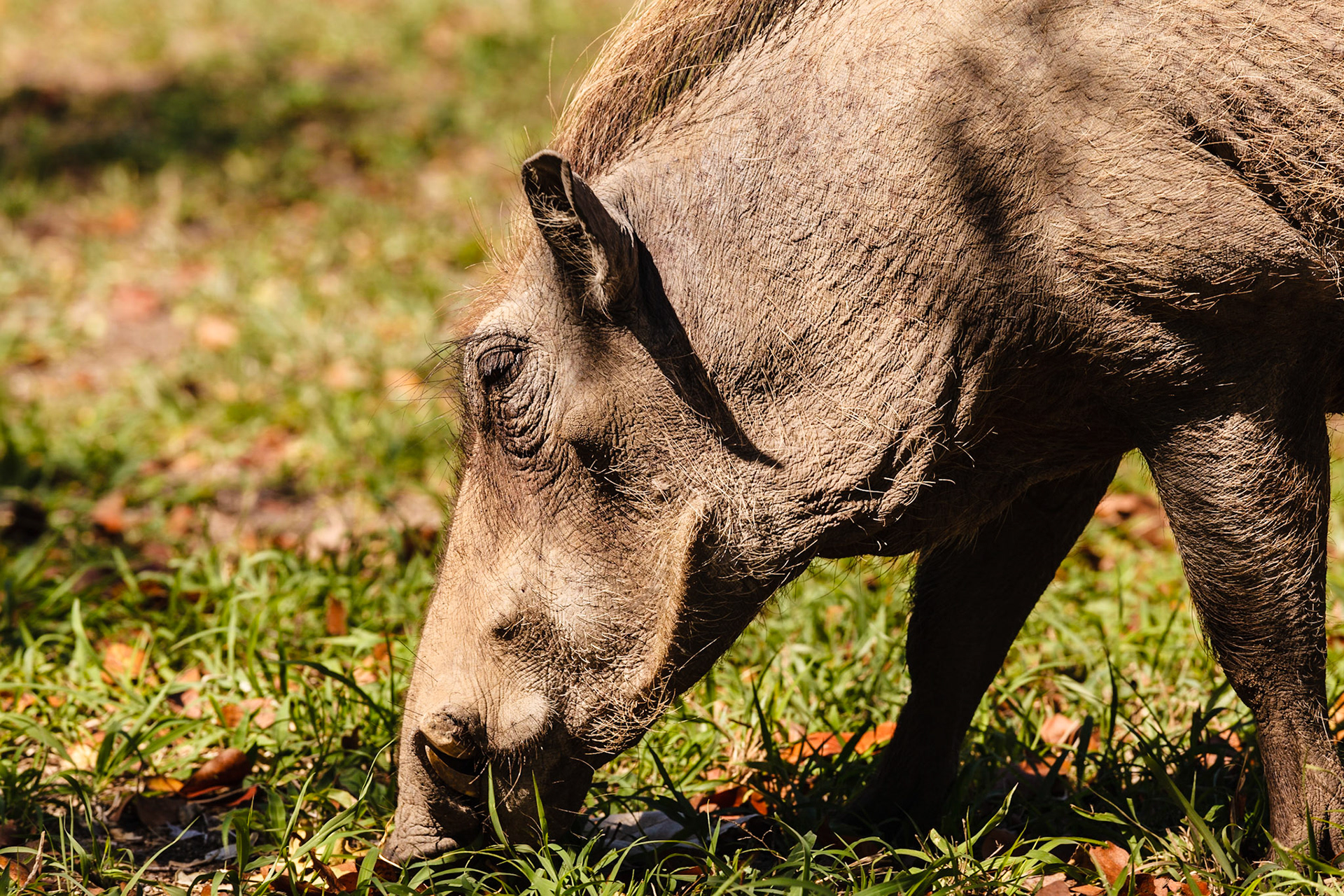 Warthog