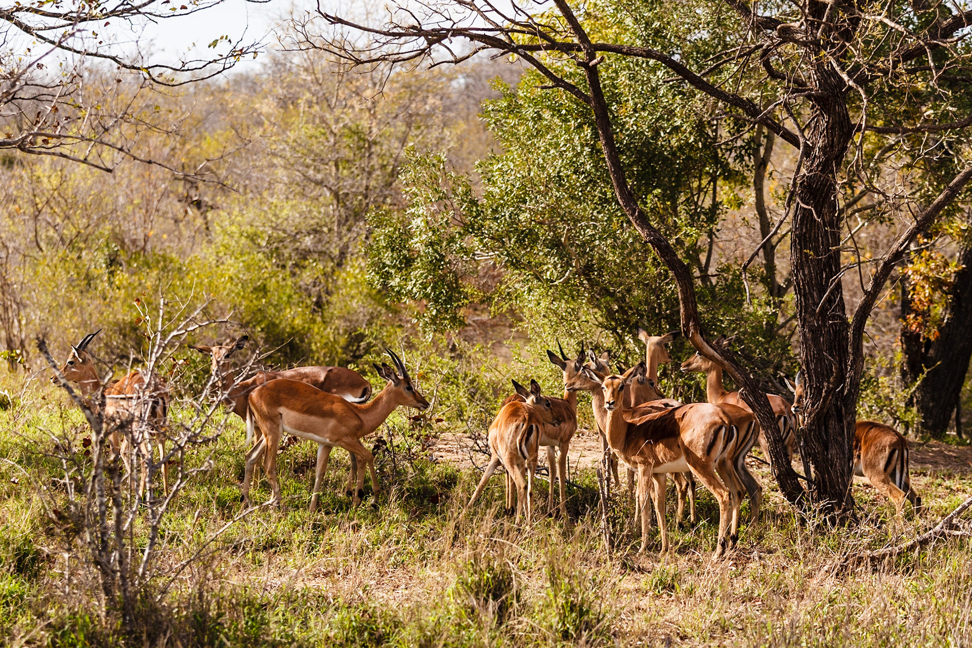 Impala