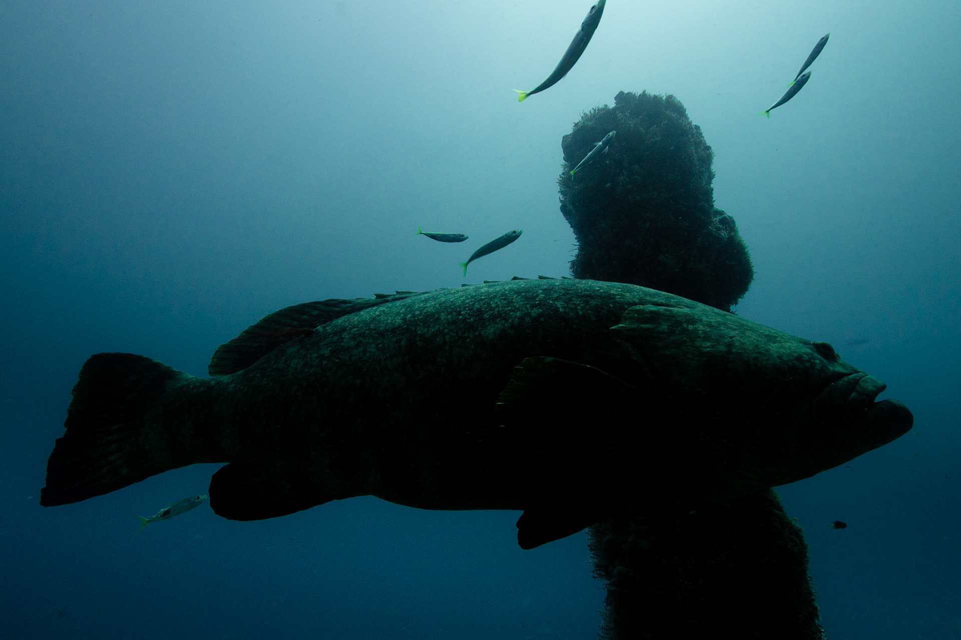 Goliath Grouper