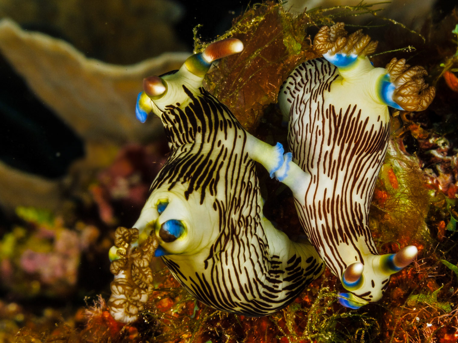 Nemobratha lineolata