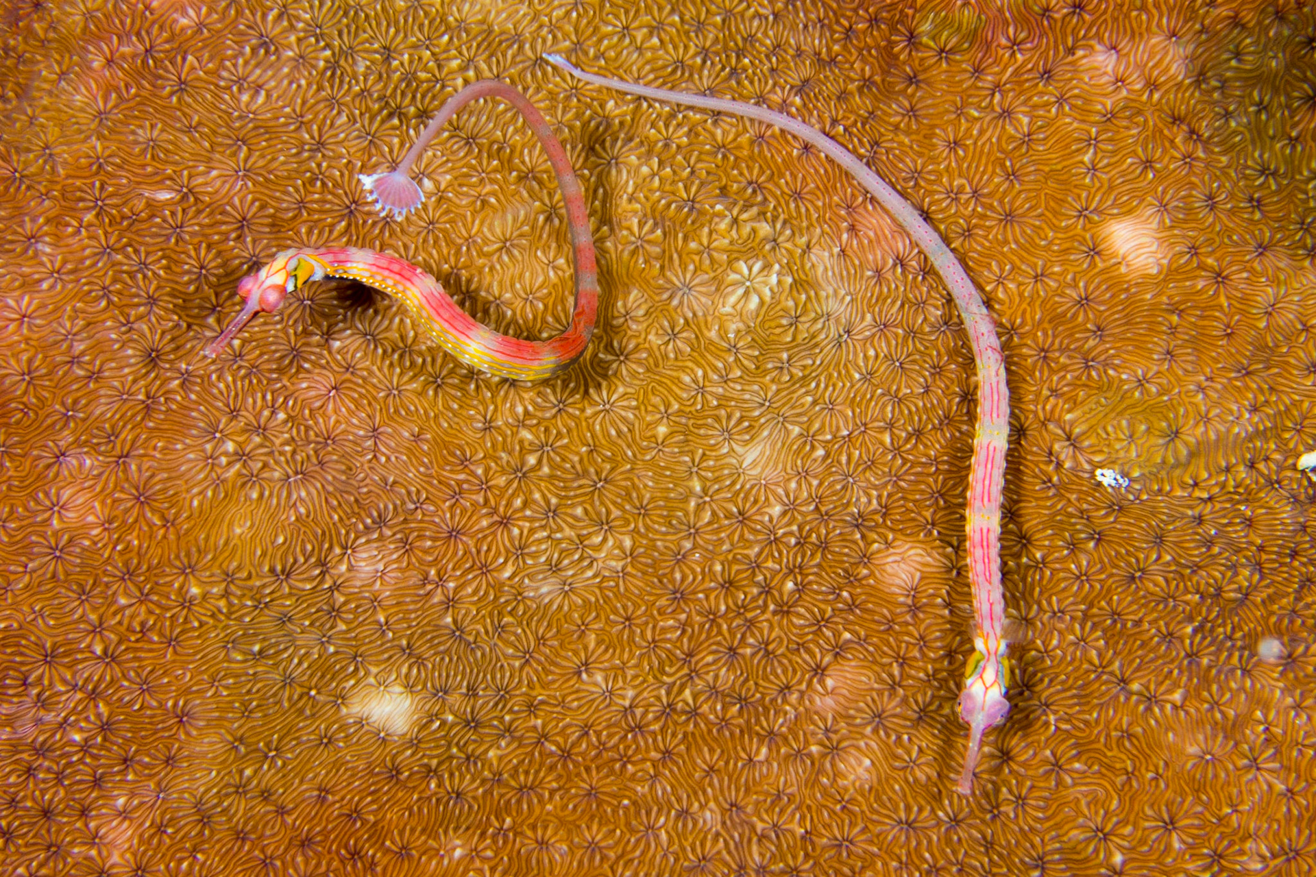 A pair of Red Sea Pipefish