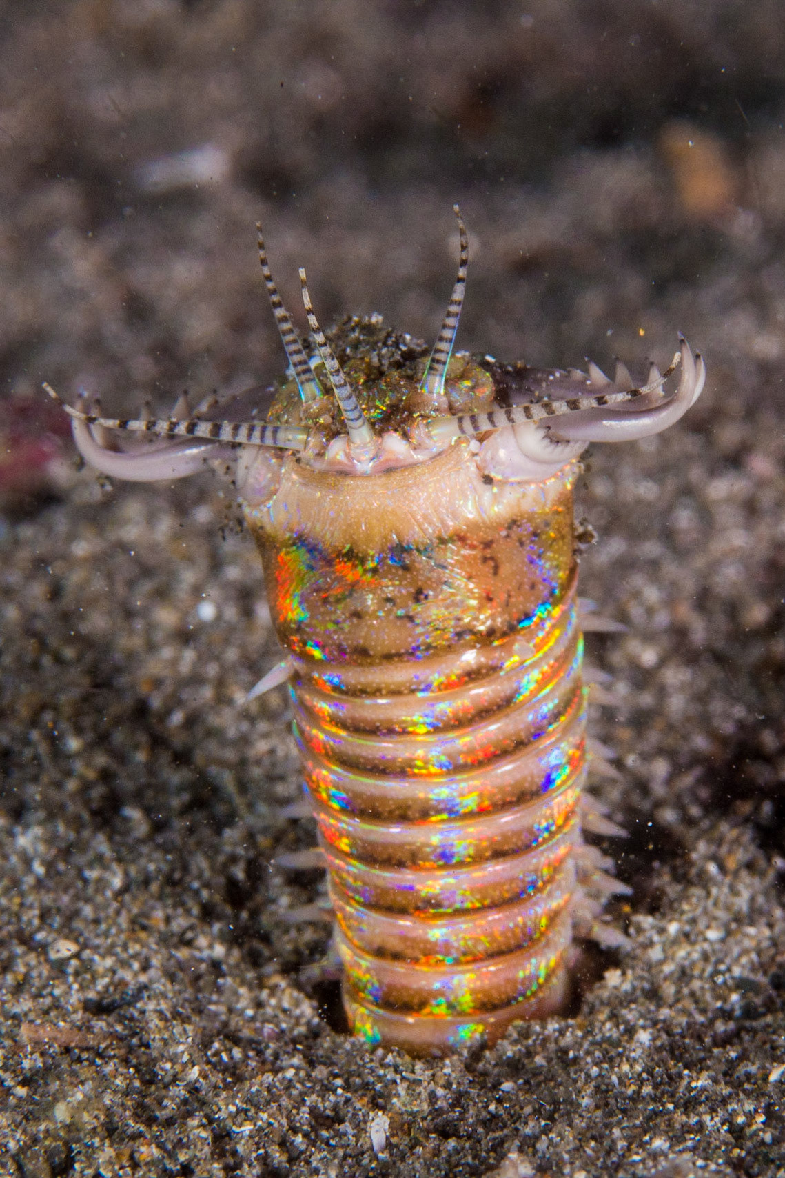 Bobbit Worm