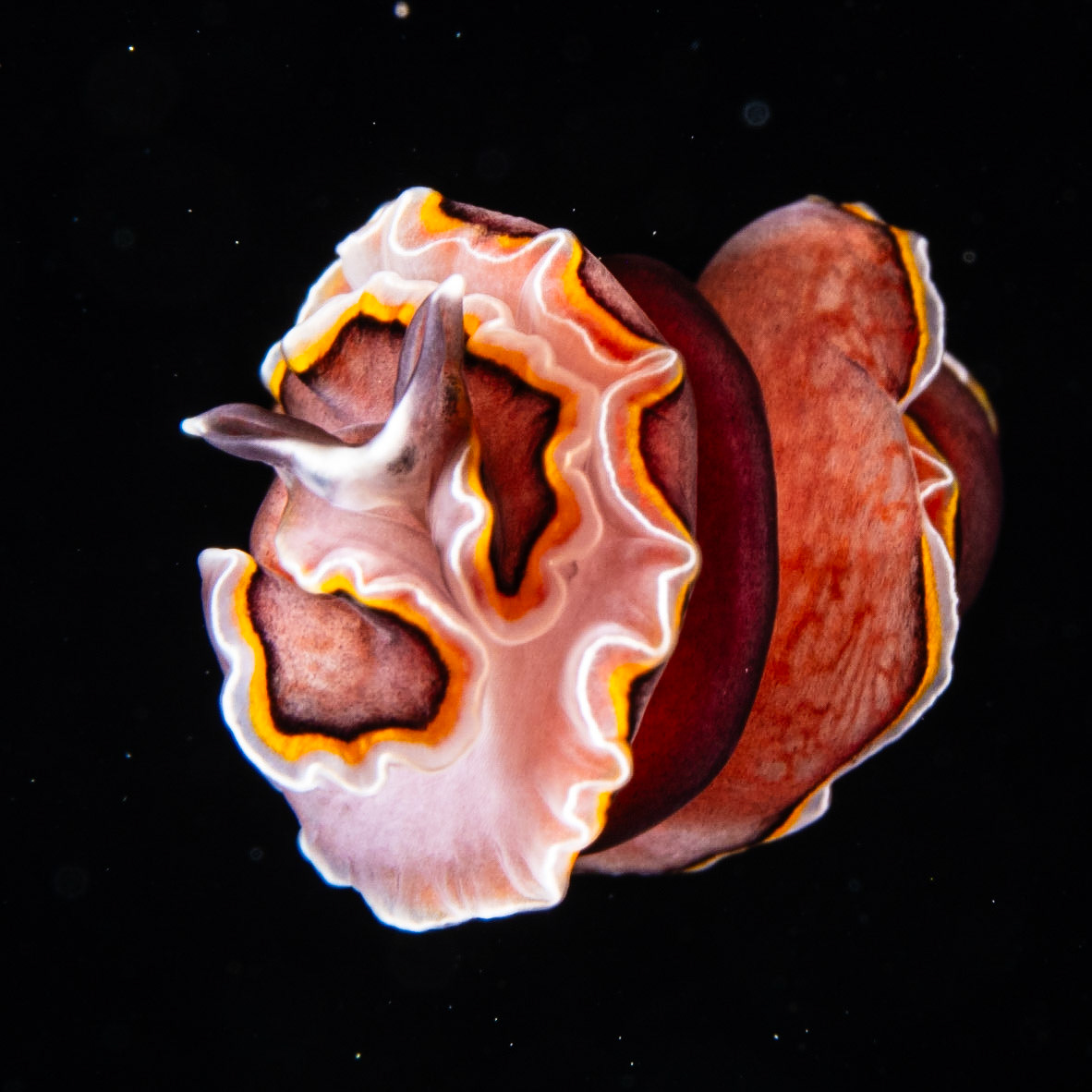 Flatworms