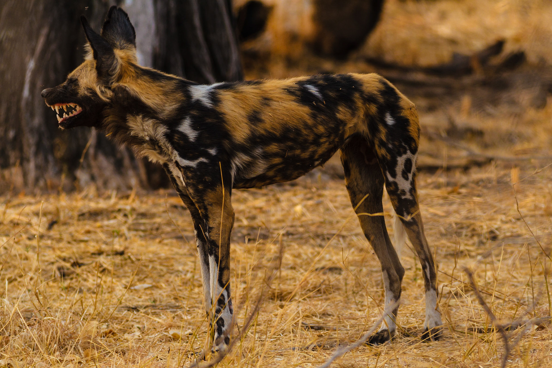 Wild Dog