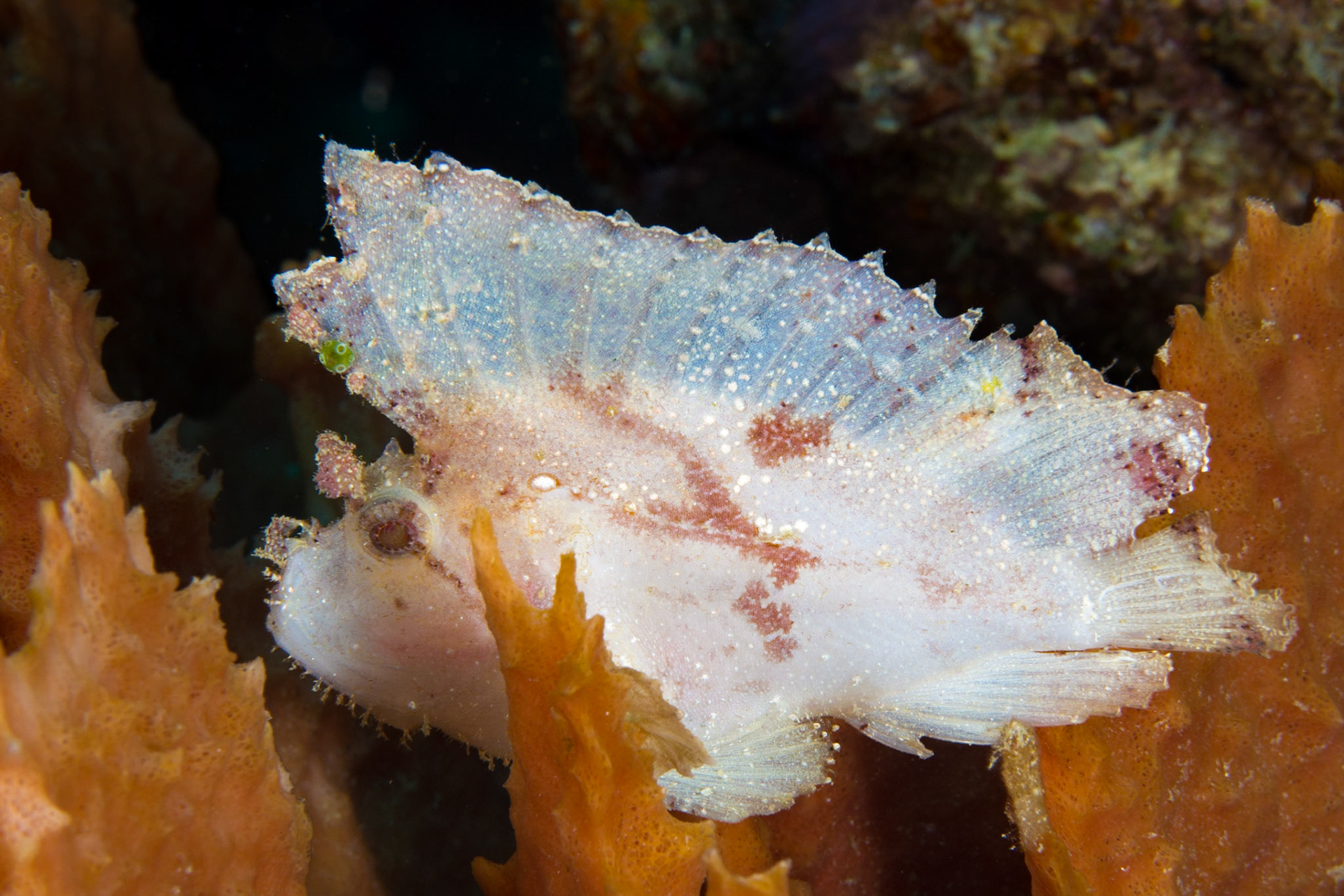 Leaf Scorpionfish