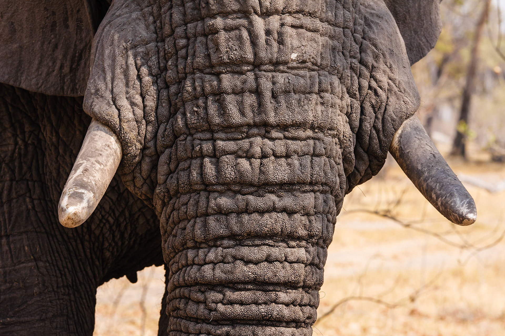 African Elephant detail