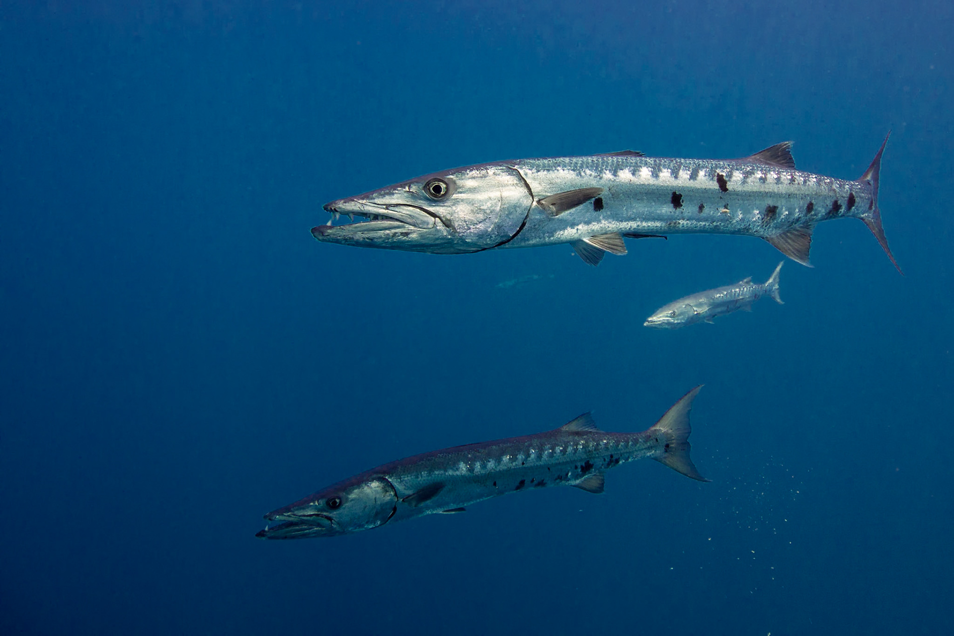 Great Barracuda