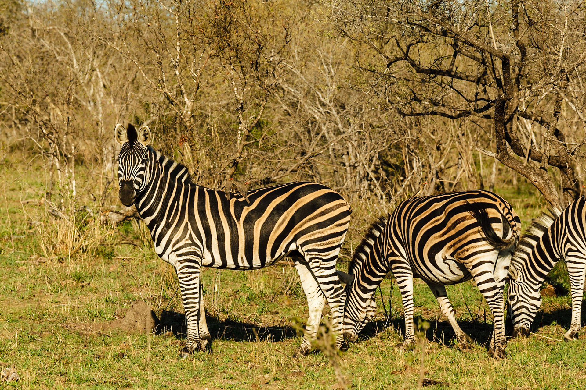 Common Zebra