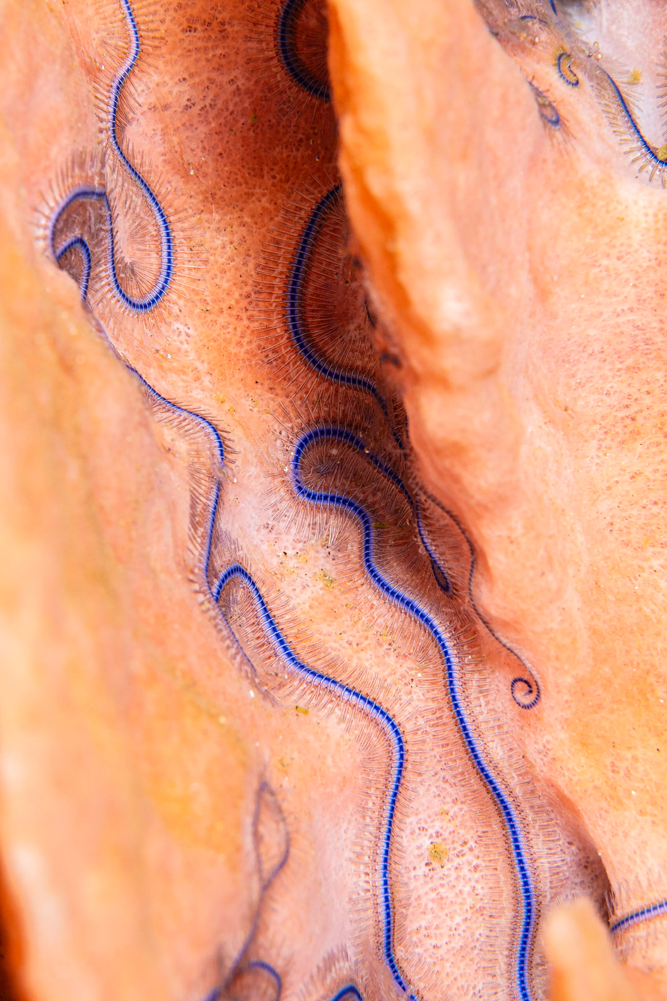Brittle and Basket Stars and Brittle Stars
