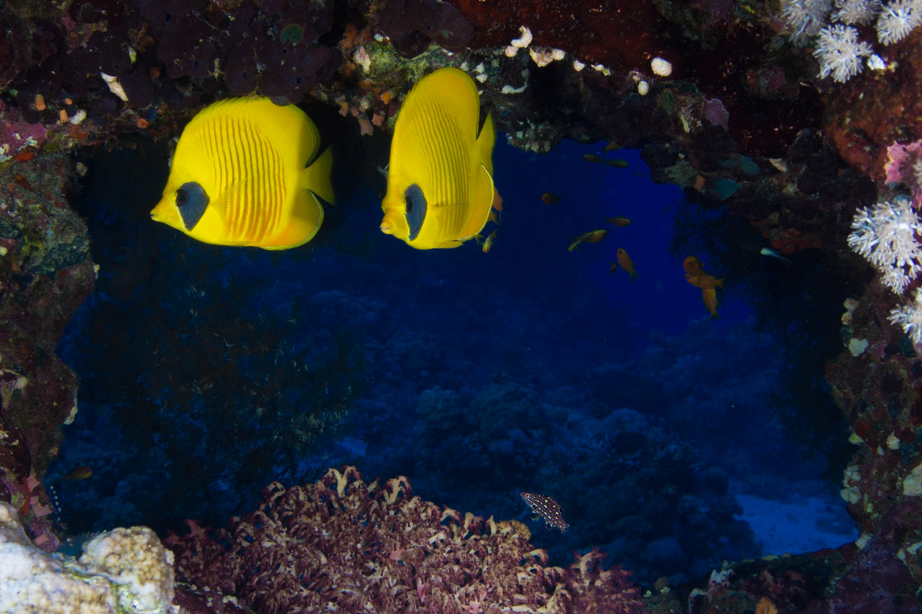 Masked Butteryflyfish