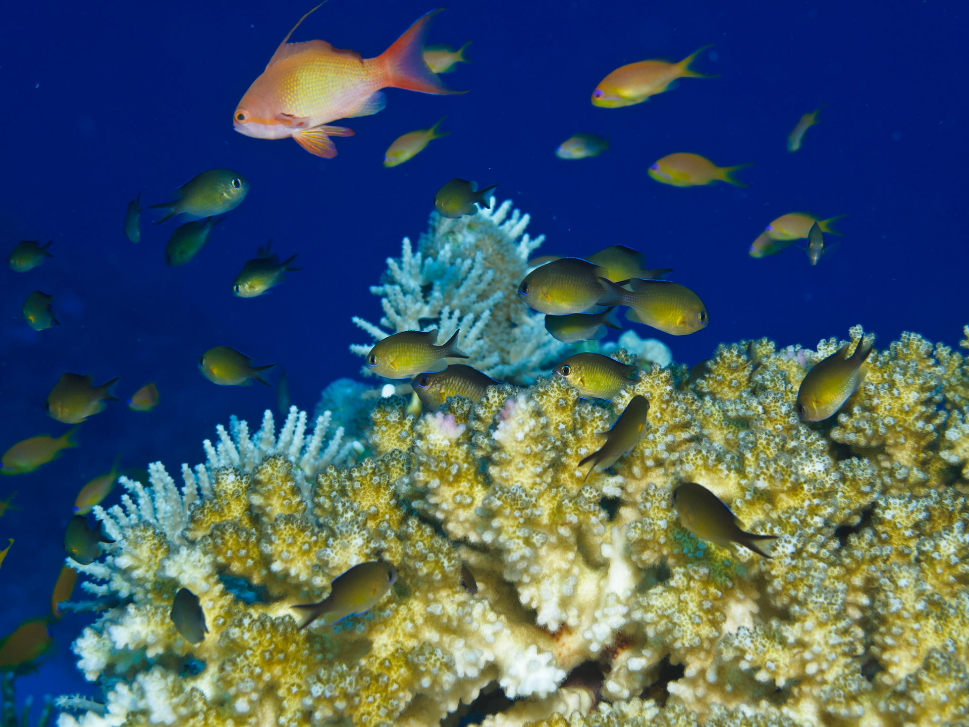 Lyretail Anthias and Arabian Chromis