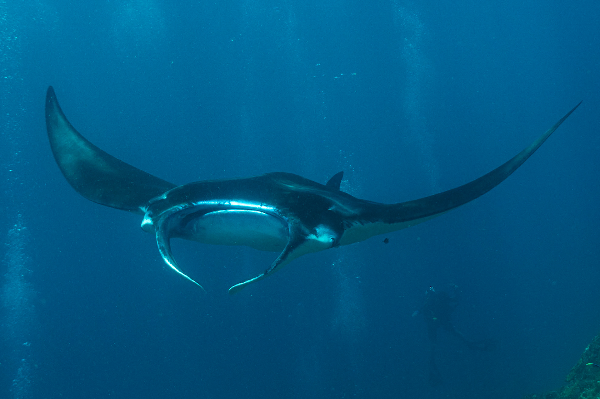 Reef Manta Ray