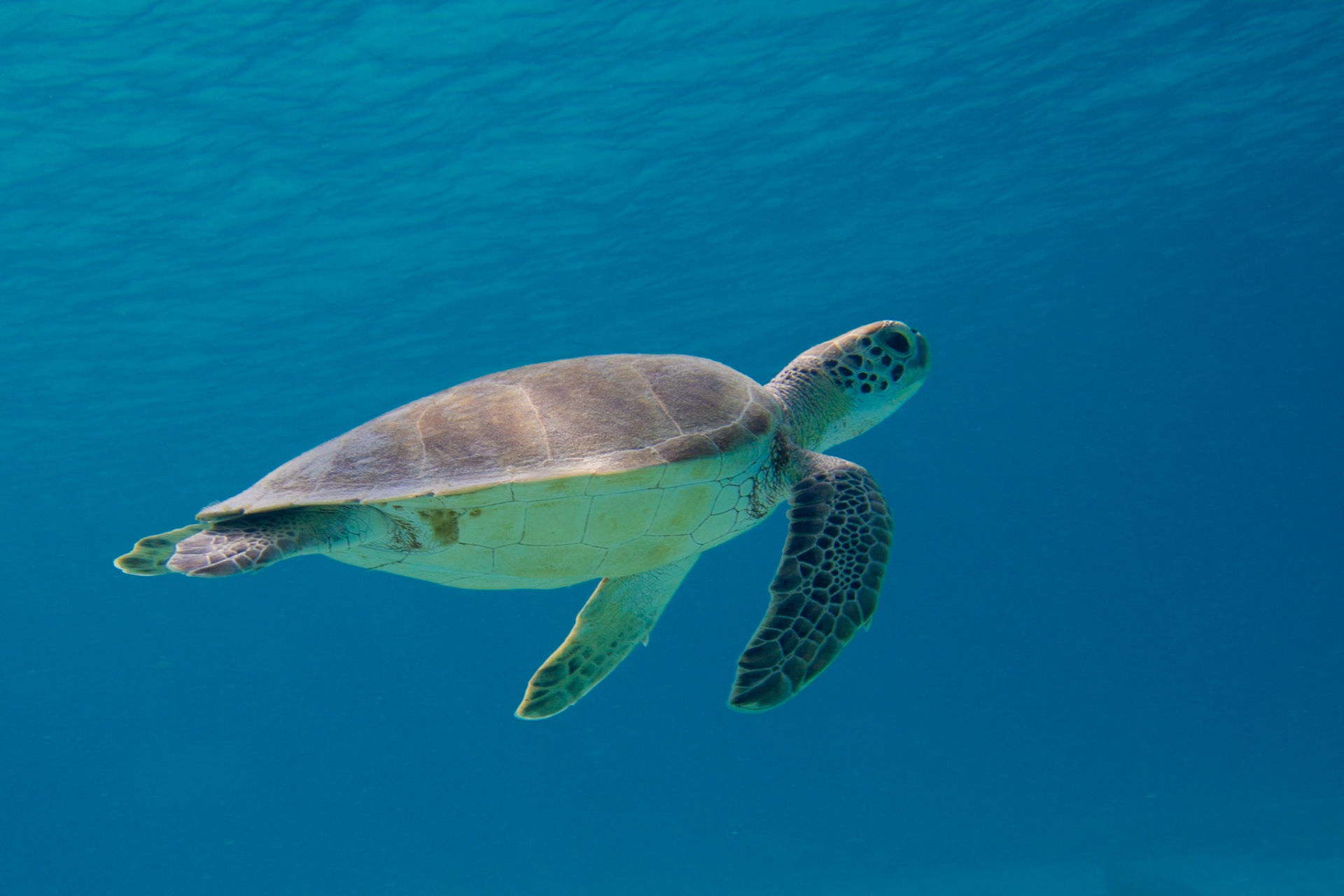 Hawksbill Turtle