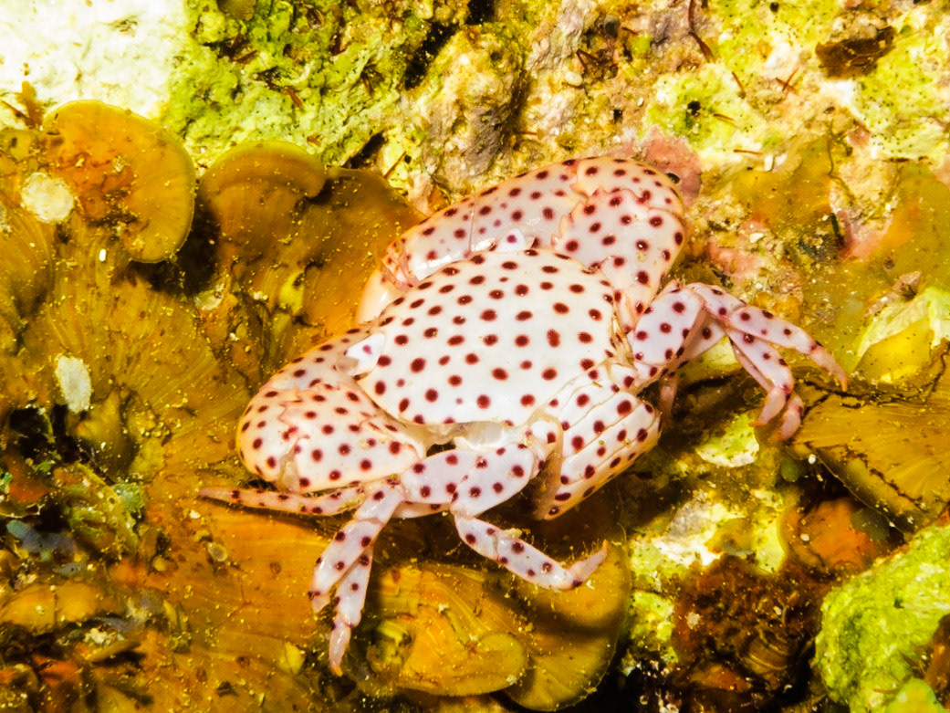 Red-spotted Guard Crab