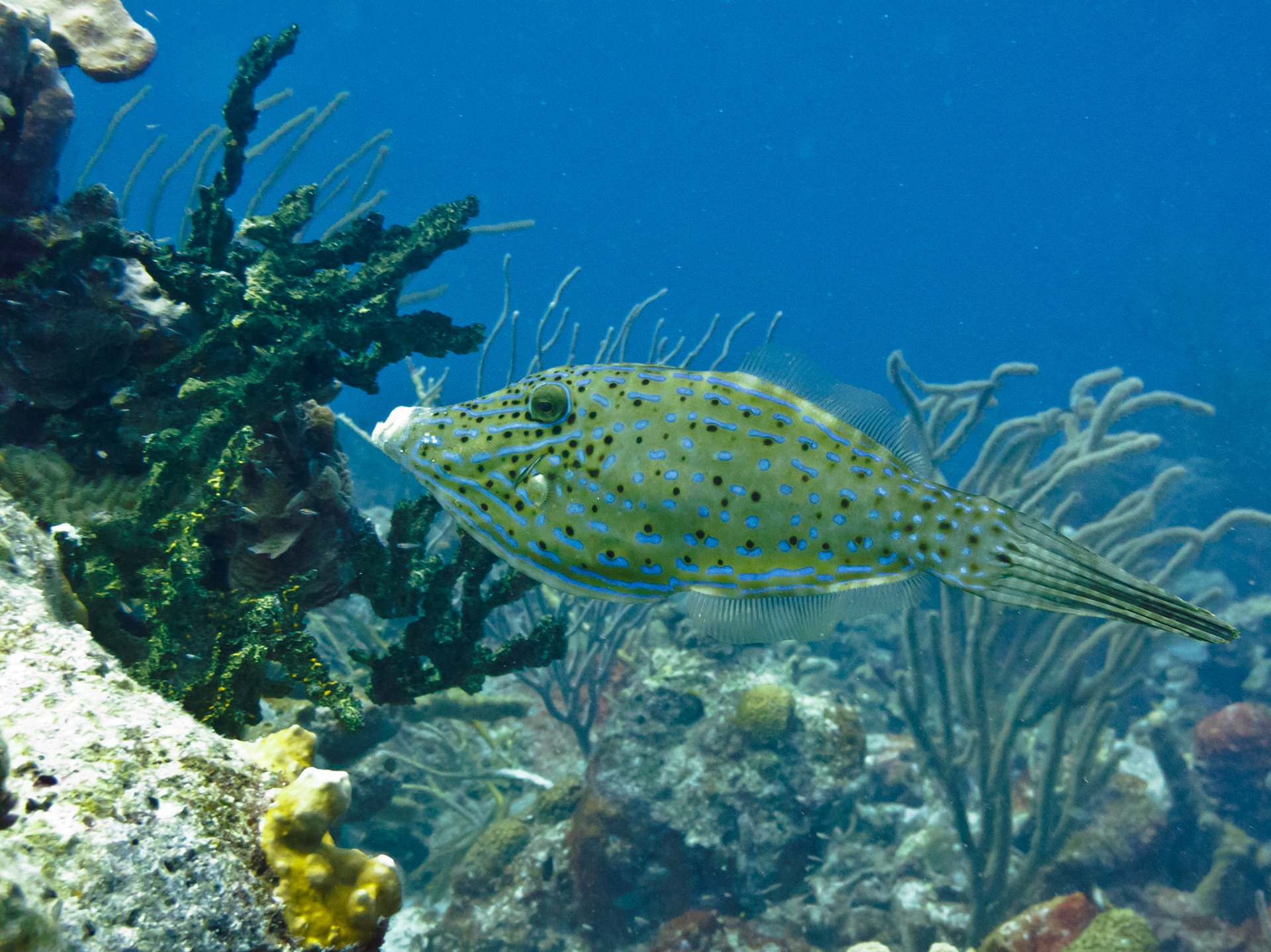 Scrawled Filefish