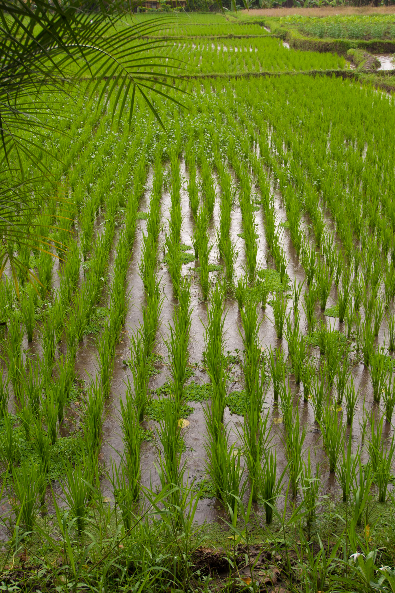 Rice Paddies