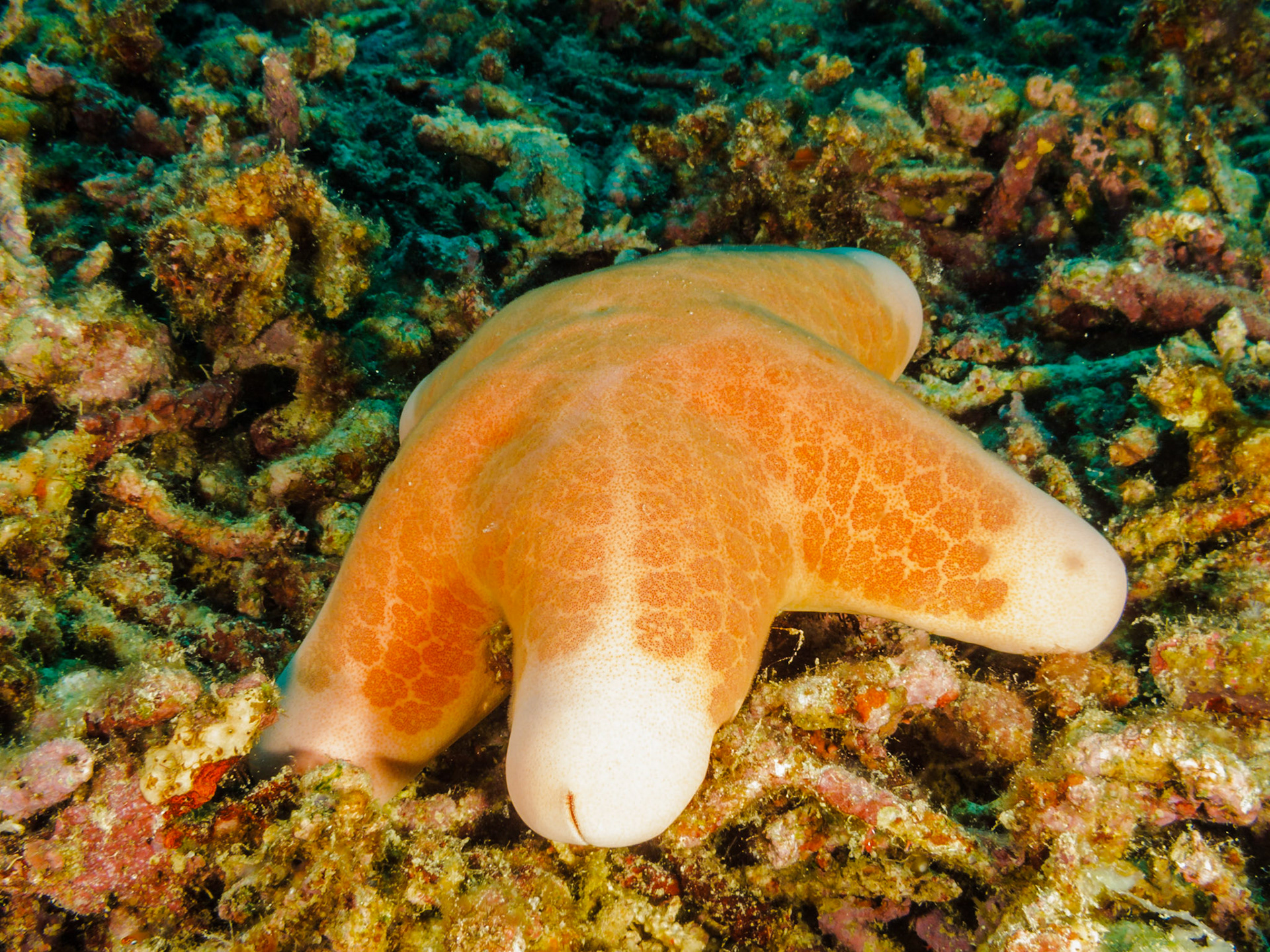 Granular Sea Star
