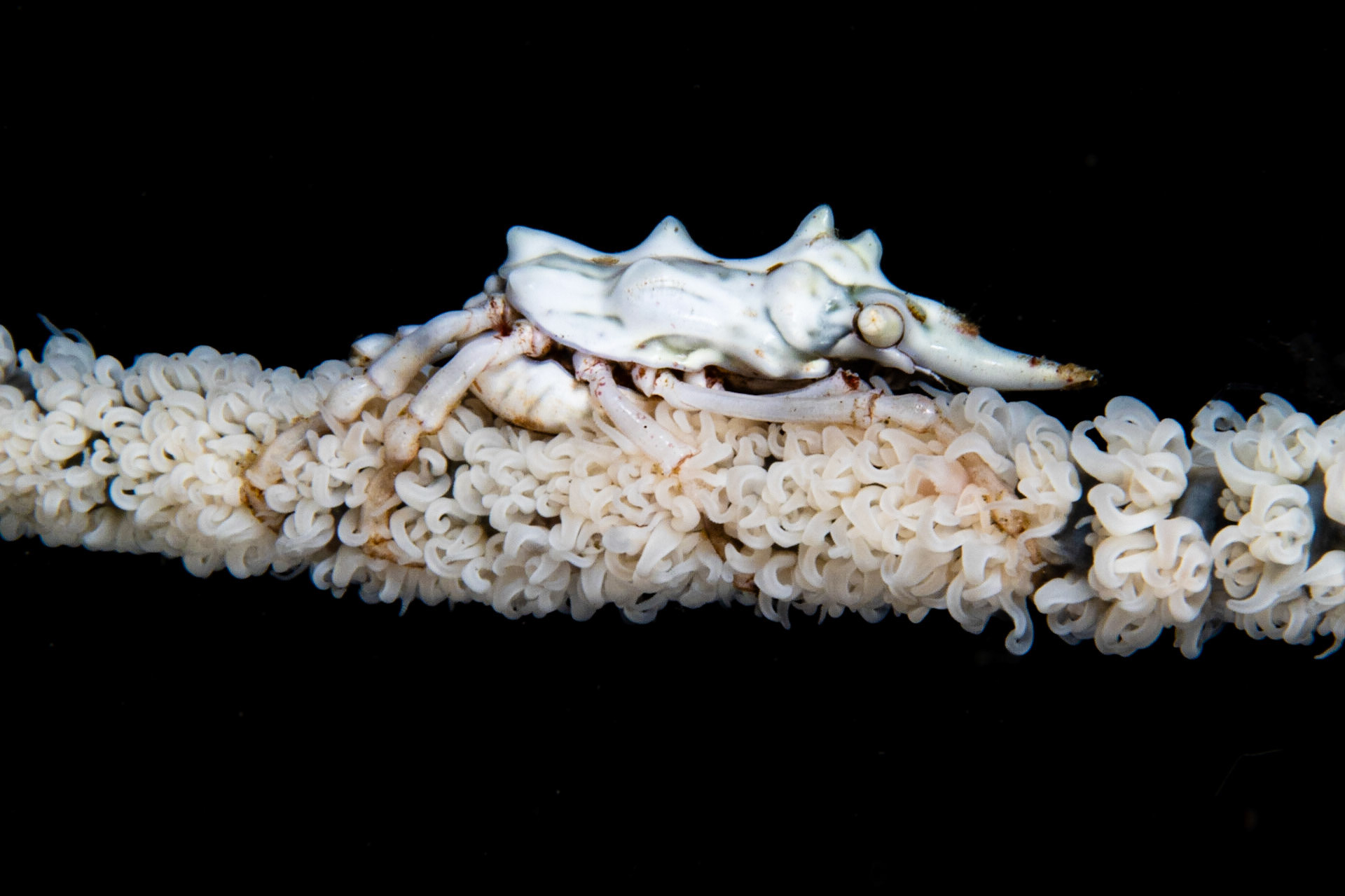 Wire Coral Crab