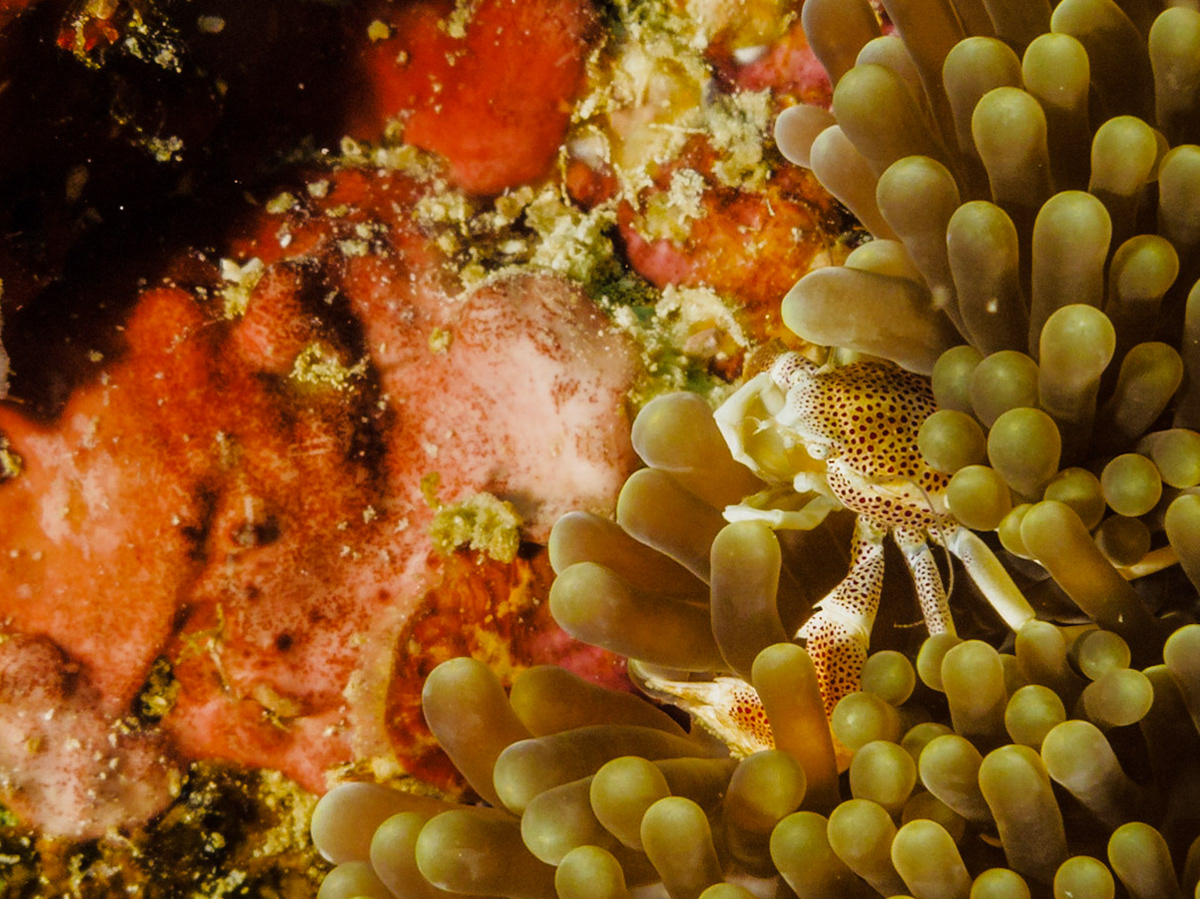 Spotted Porcelain Crab