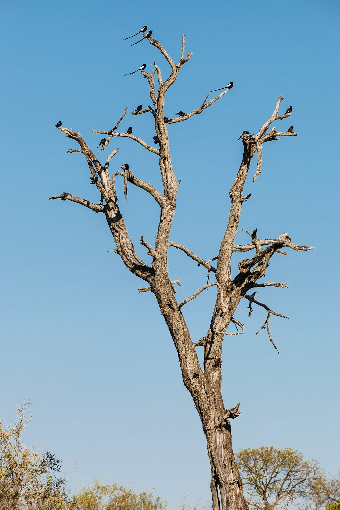 Magpie Shrike and Red-billed Buffalo Weaver