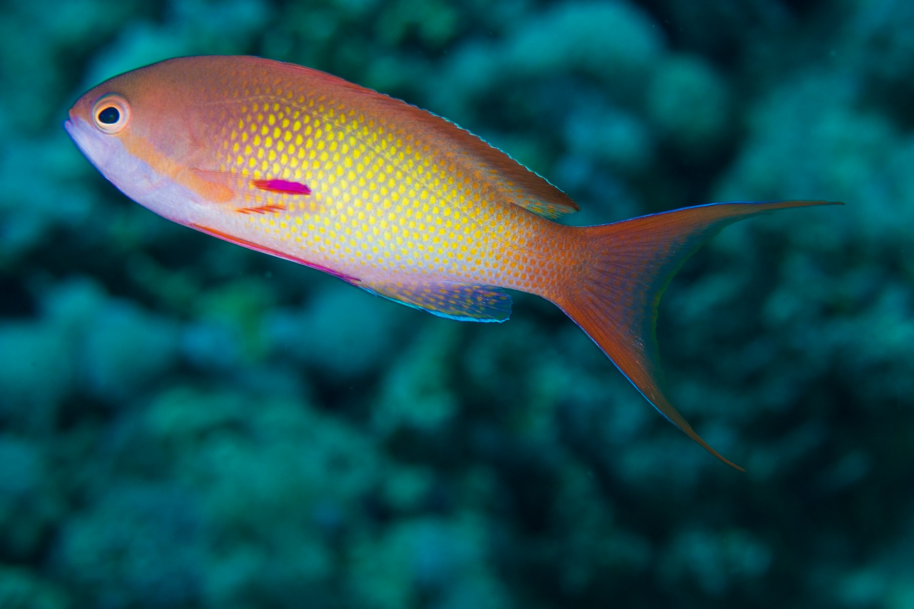 Scalefin Anthias