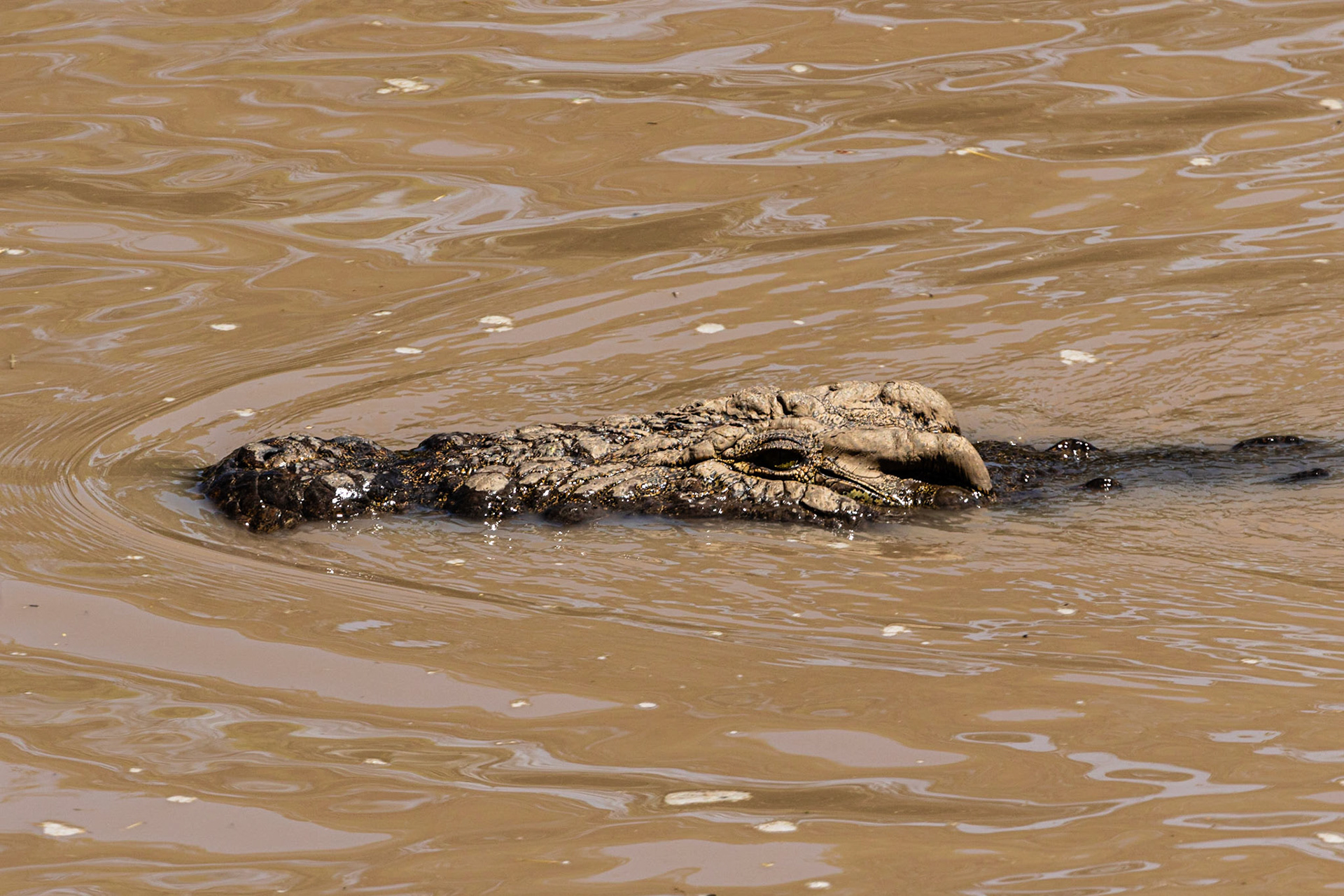 Nile Crocodile