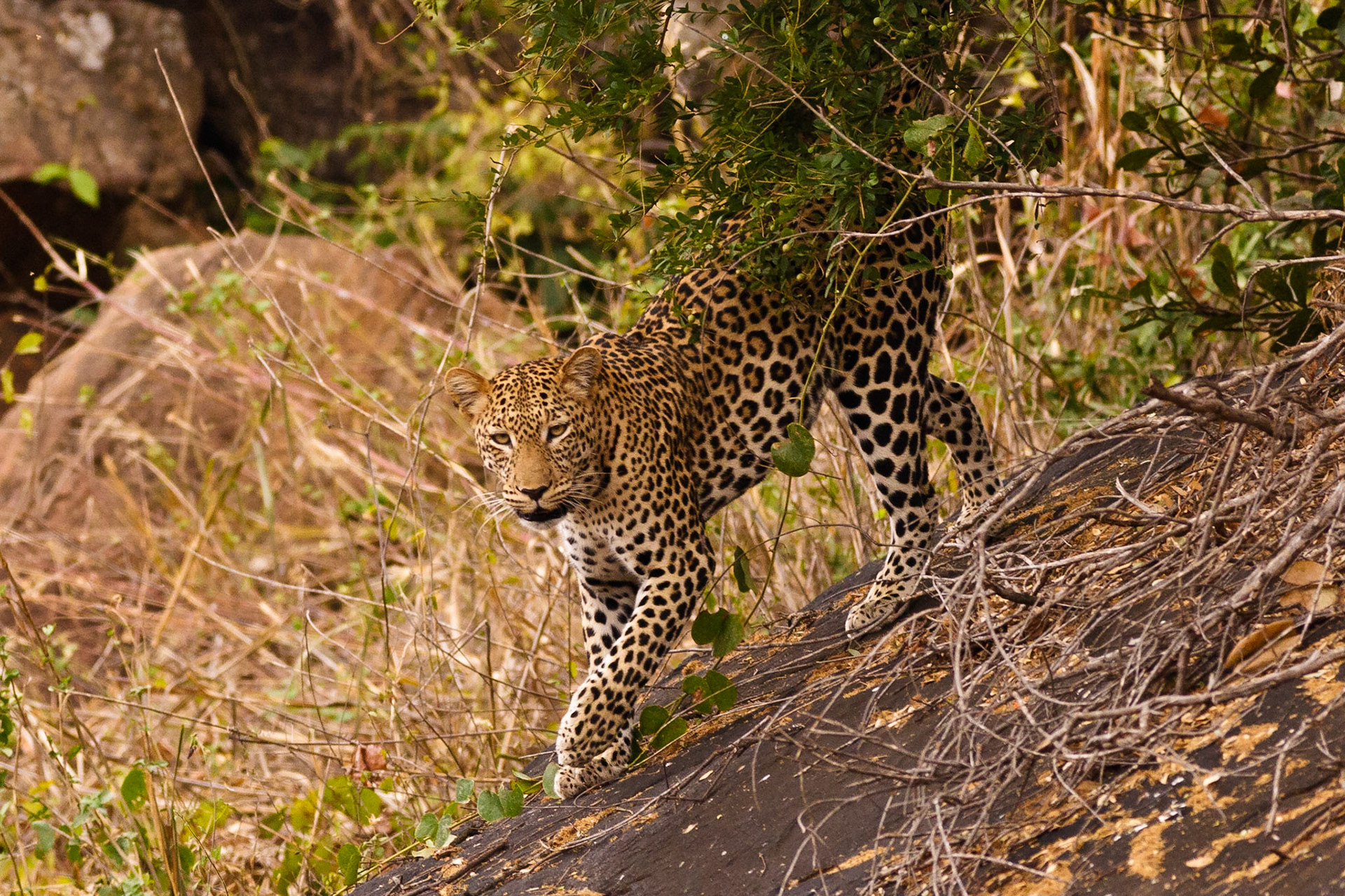 A young male Leopard