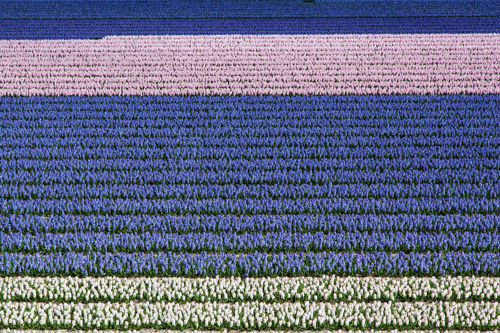 Keukenhof