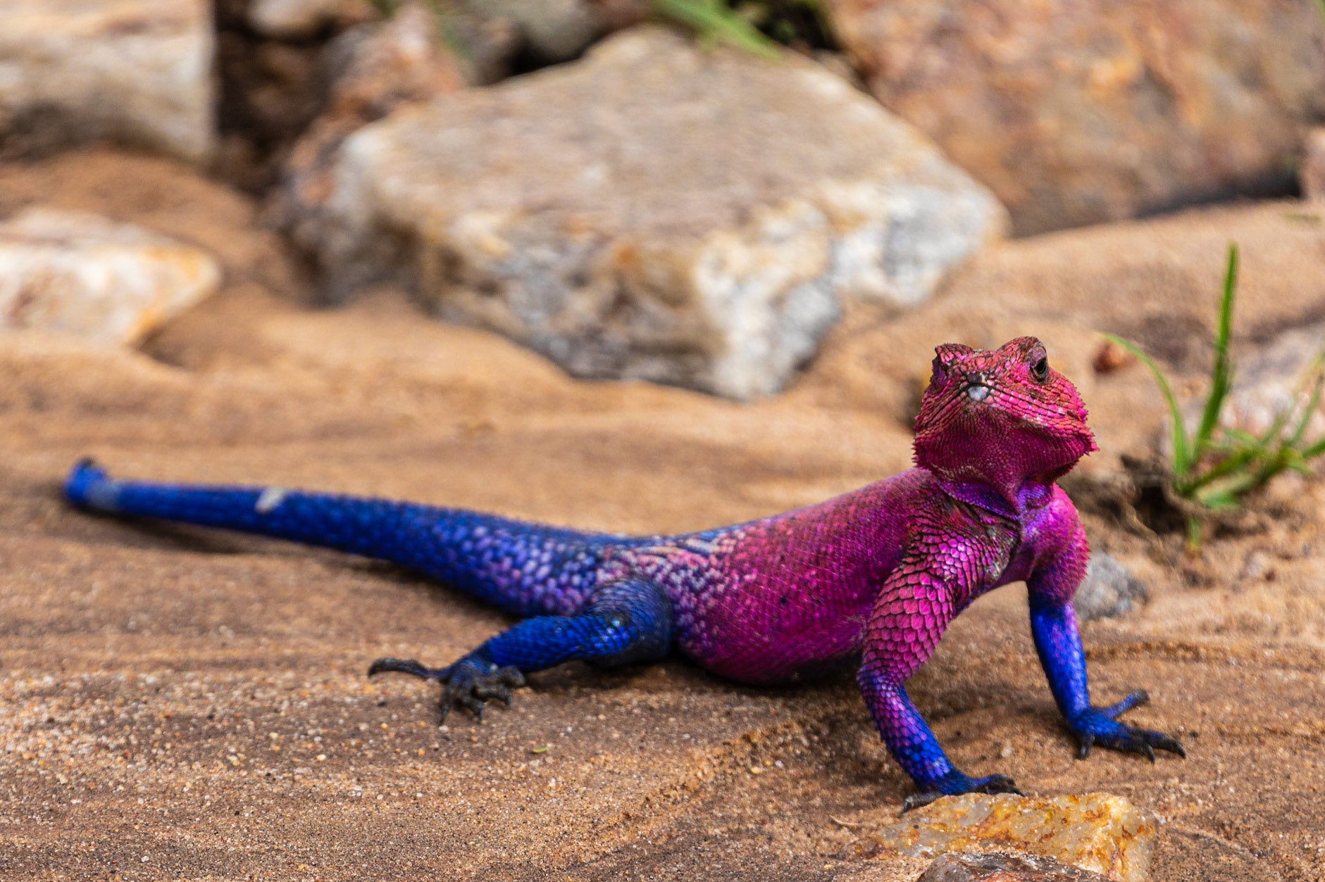 Agama agama lizard