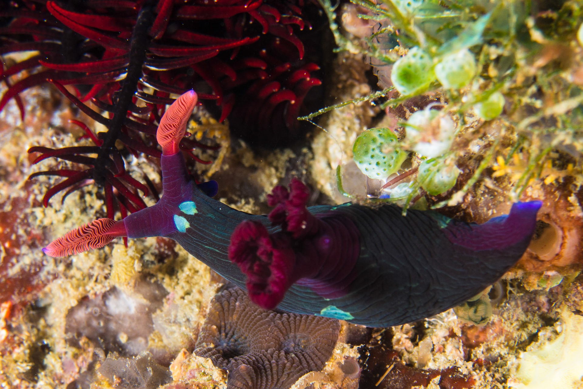 Nemobratha chamberlaini