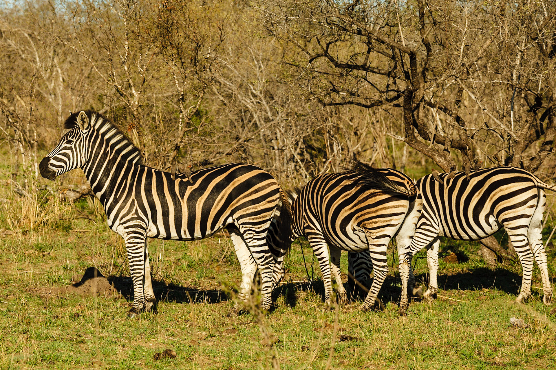 Common Zebra
