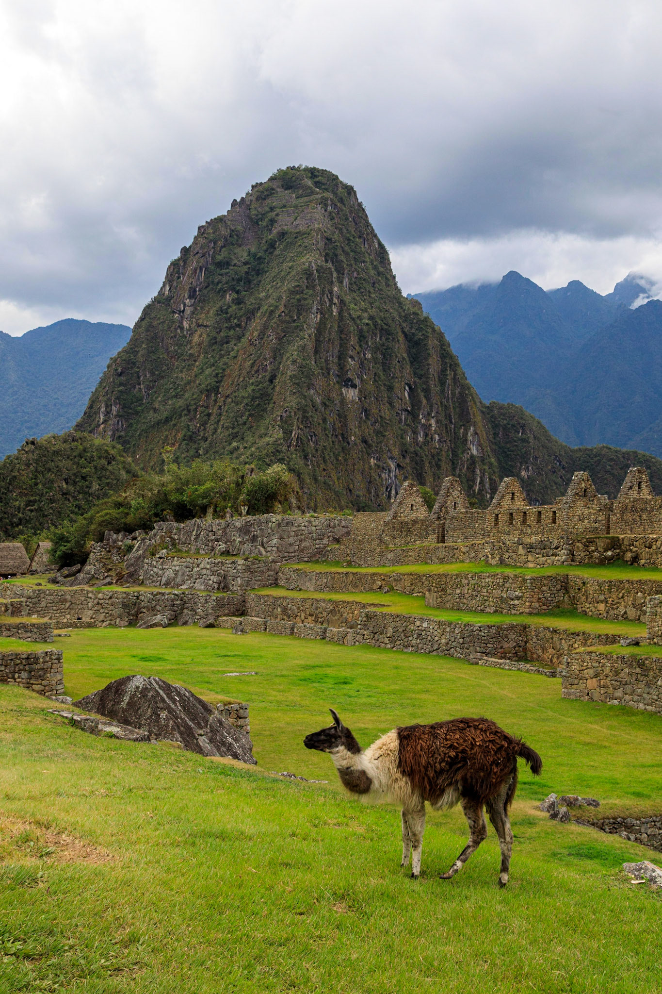 Llama