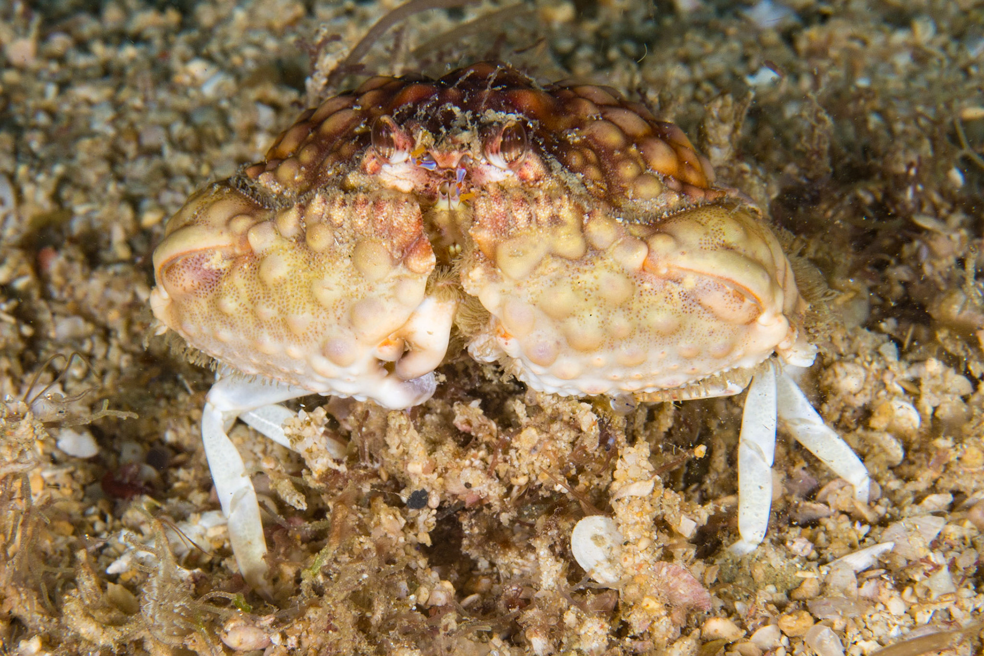 Rough Box Crab
