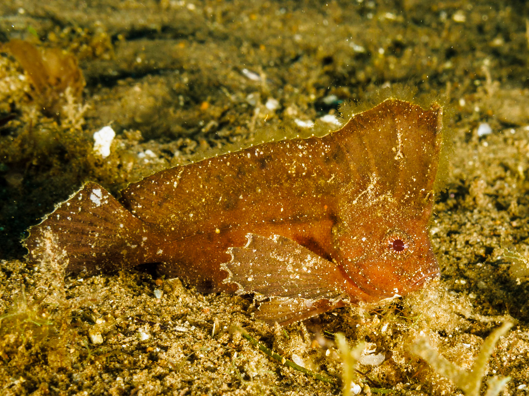 Cockatoo Waspfish