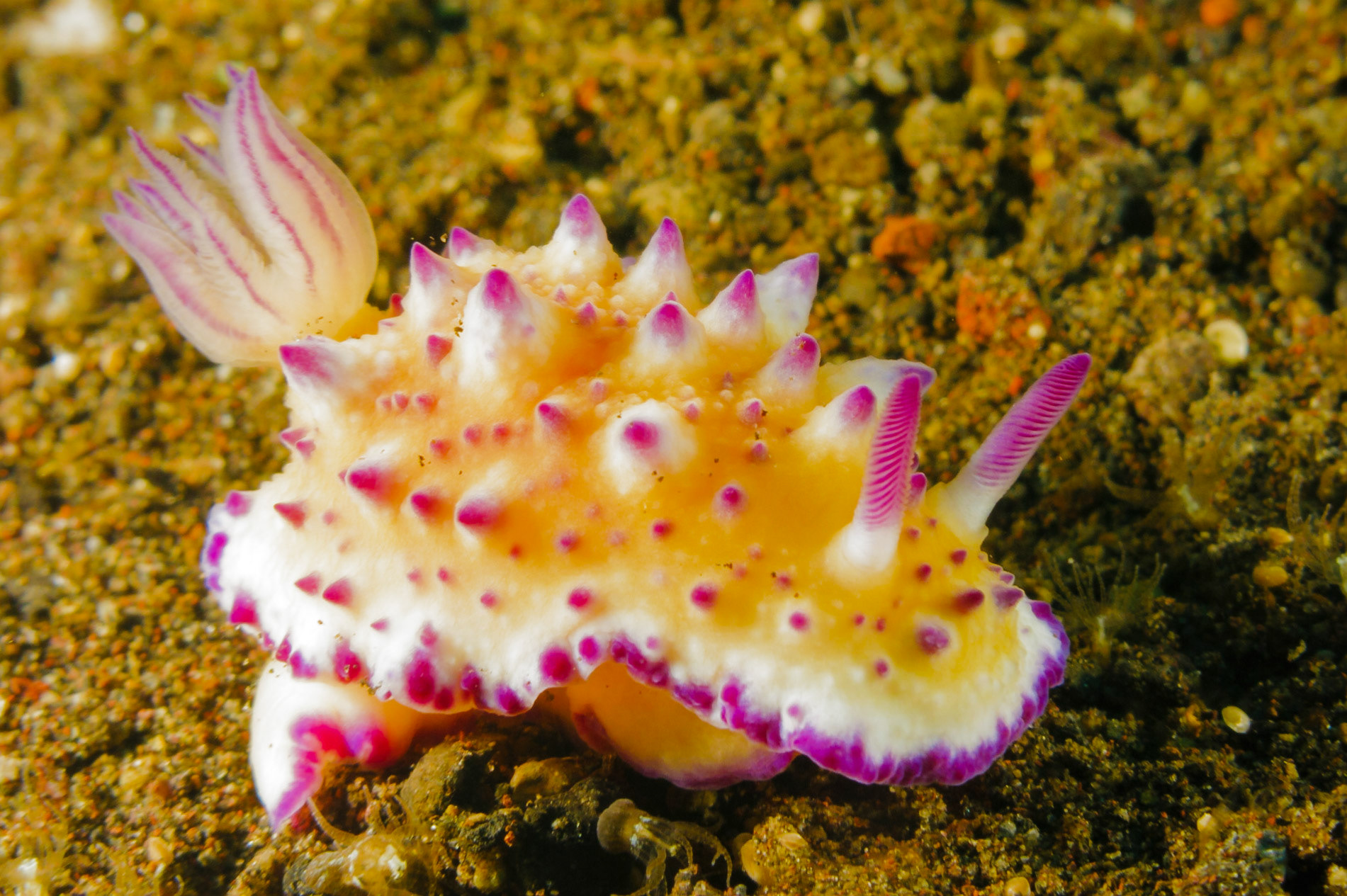 Mexichromis multituberculata nudibranch in Tulamben, Bali